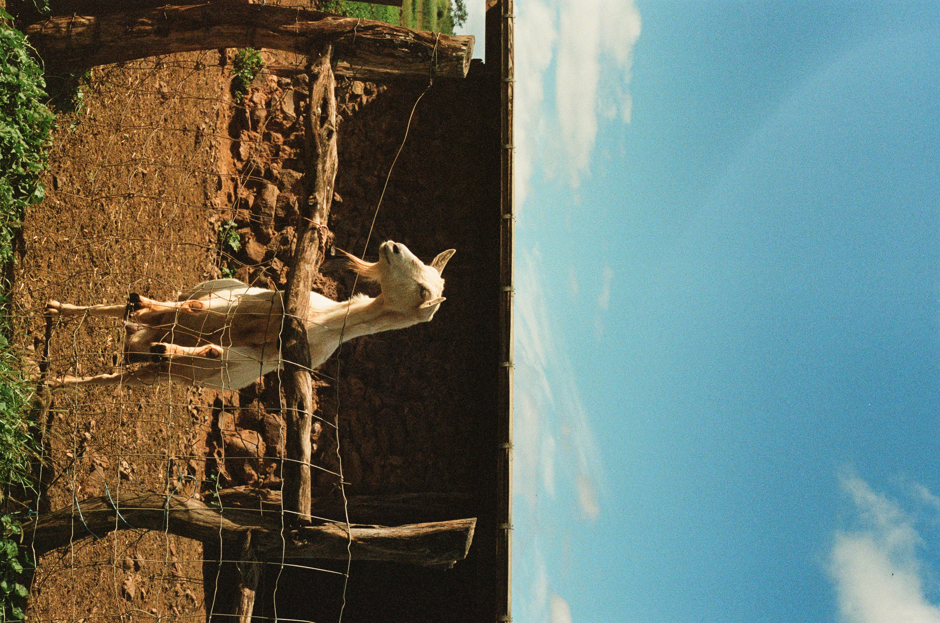 img/A mother goat from a goat farm in the mountains of Maui, HI